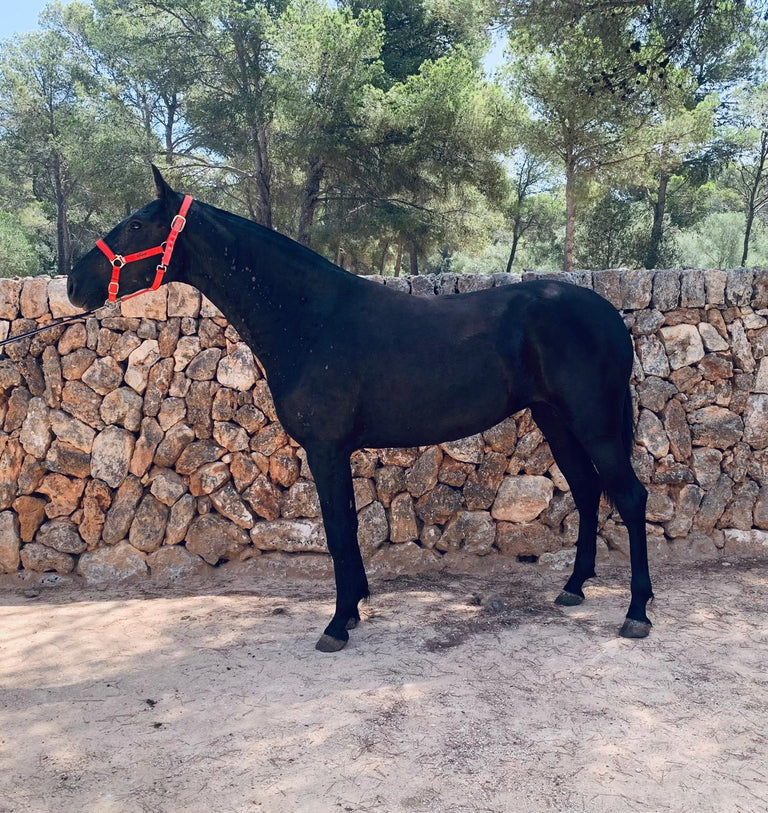 Perlita de Al Parico